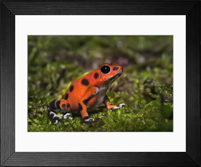 Framed Print : DDE-90036850 Framed Print : DDE-90036850