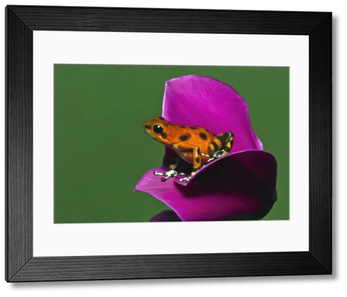 Framed Print : DDE-90036851 Framed Print : DDE-90036851
