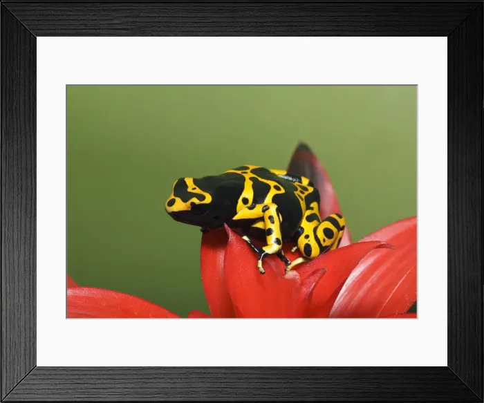 Framed Print : DDE-90036853