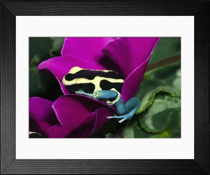 Framed Print : DDE-90036854 Framed Print : DDE-90036854