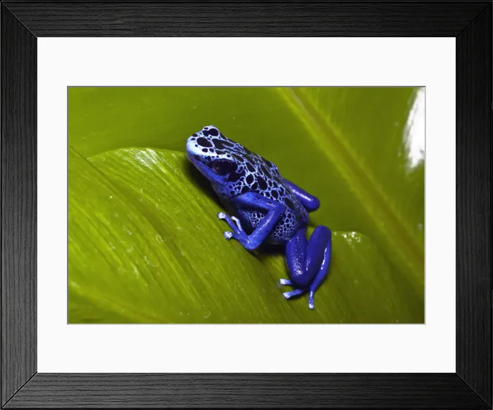 Framed Print : DDE-90036855 Framed Print : DDE-90036855
