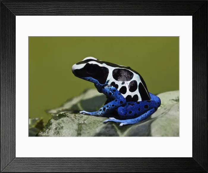 Framed Print : DDE-90036856 Framed Print : DDE-90036856
