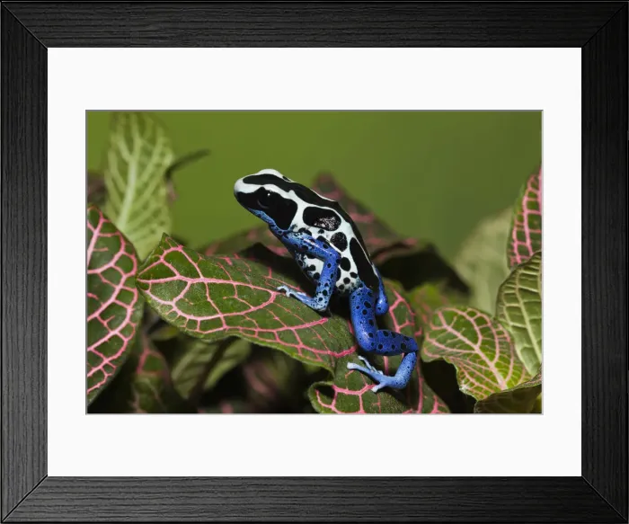 Framed Print : DDE-90036857 Framed Print : DDE-90036857