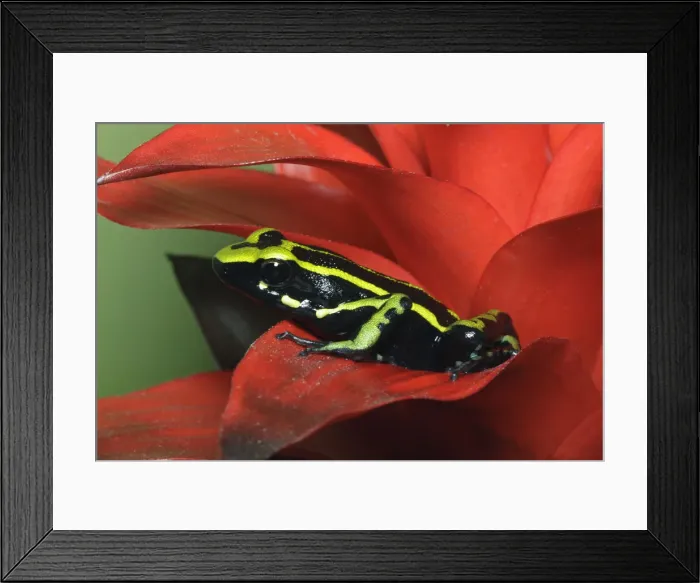 Framed Print : DDE-90036858 Framed Print : DDE-90036858