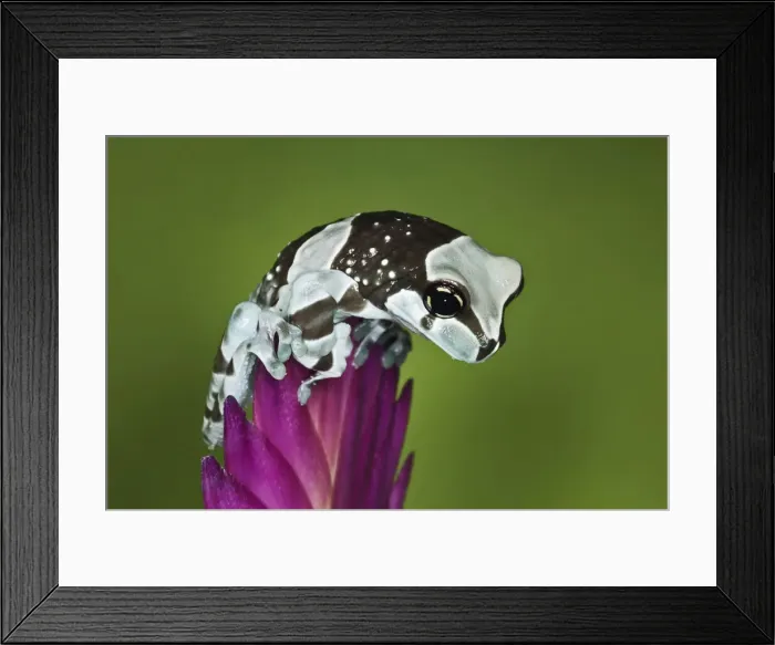 Framed Print : DDE-90036860 Framed Print : DDE-90036860