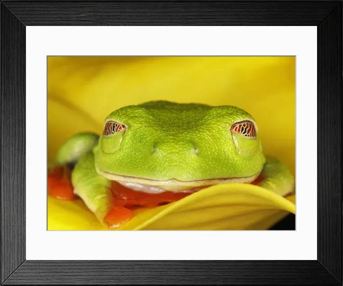 Framed Print : DDE-90036861 Framed Print : DDE-90036861