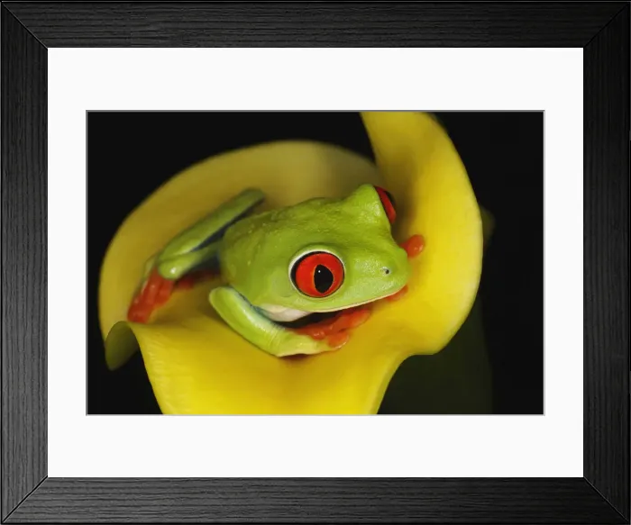 Framed Print : DDE-90036862 Framed Print : DDE-90036862