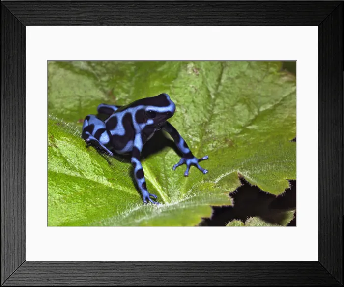 Framed Print : DDE-90036852