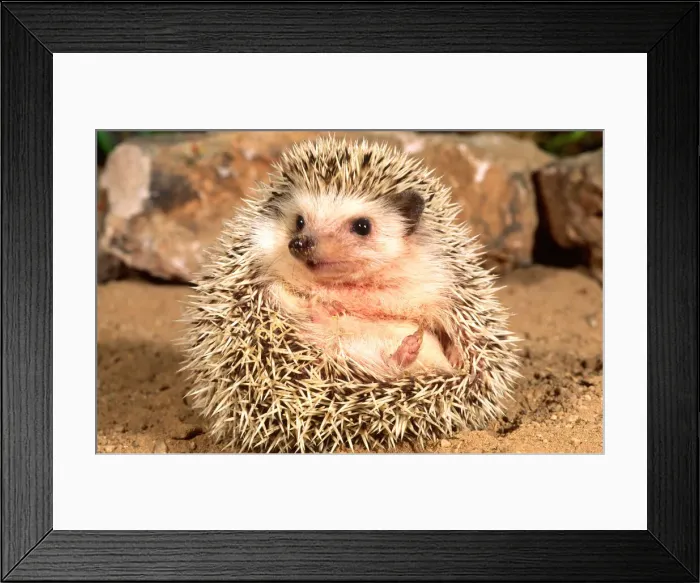 Framed Print : DDE-90036863