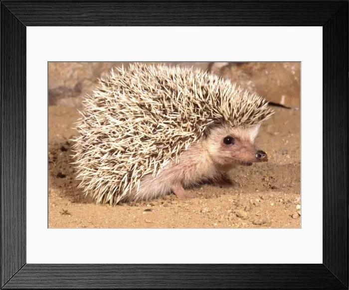Framed Print : DDE-90036864 Framed Print : DDE-90036864