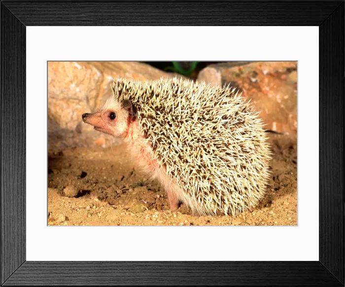 Framed Print : DDE-90036865 Framed Print : DDE-90036865