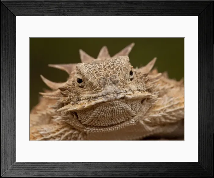 Framed Print : DDE-90036867 Framed Print : DDE-90036867