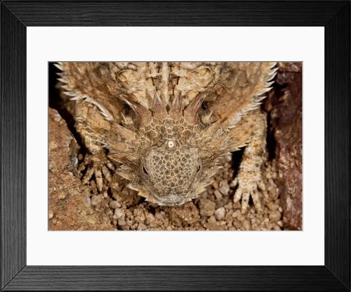 Framed Print : DDE-90036868 Framed Print : DDE-90036868