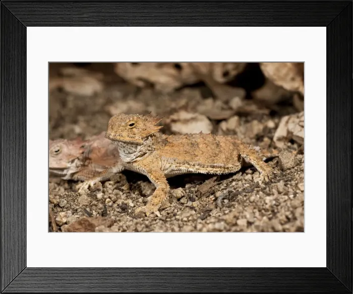 Framed Print : DDE-90036869 Framed Print : DDE-90036869