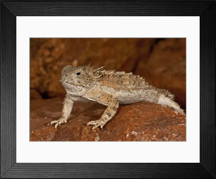 Framed Print : DDE-90036870 Framed Print : DDE-90036870