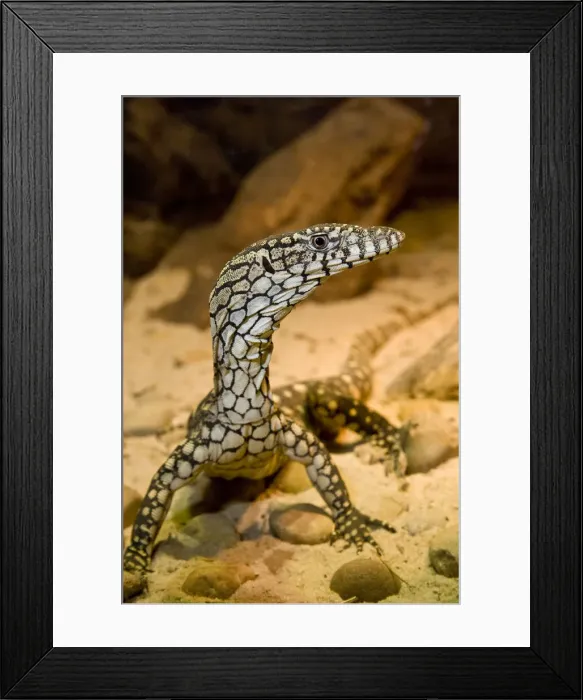 Framed Print : DDE-90036866 Framed Print : DDE-90036866