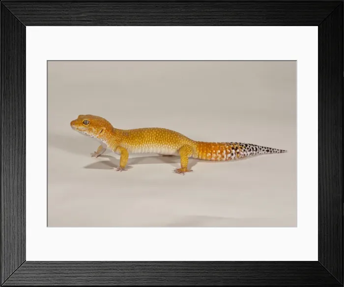 Framed Print : DDE-90036872 Framed Print : DDE-90036872