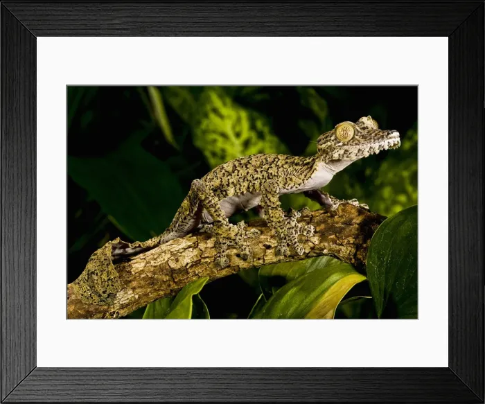 Framed Print : DDE-90036873 Framed Print : DDE-90036873