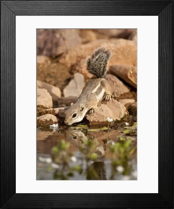 Framed Print : DDE-90036874 Framed Print : DDE-90036874