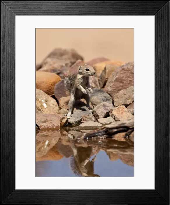 Framed Print : DDE-90036875 Framed Print : DDE-90036875