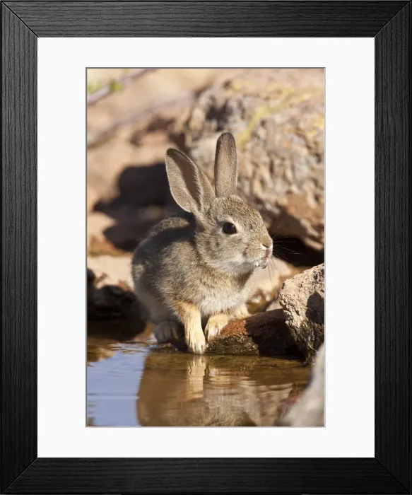 Framed Print : DDE-90036876 Framed Print : DDE-90036876