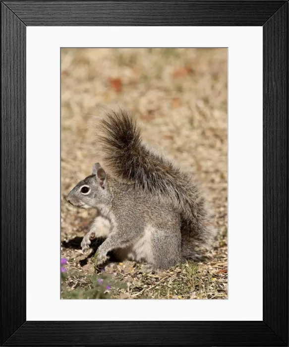 Framed Print : DDE-90036877 Framed Print : DDE-90036877