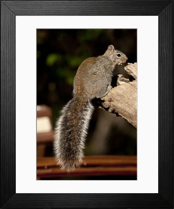 Framed Print : DDE-90036878 Framed Print : DDE-90036878