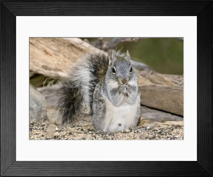 Framed Print : DDE-90036879 Framed Print : DDE-90036879
