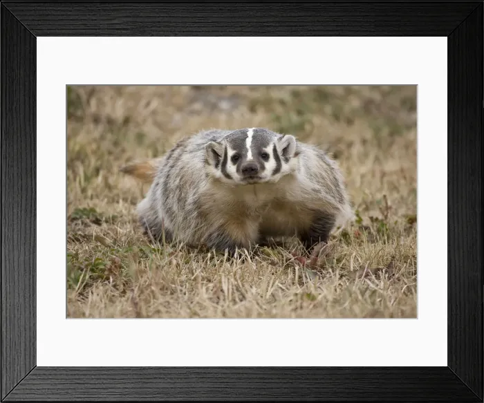Framed Print : DDE-90036880 Framed Print : DDE-90036880
