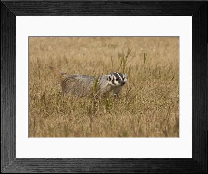 Framed Print : DDE-90036881 Framed Print : DDE-90036881