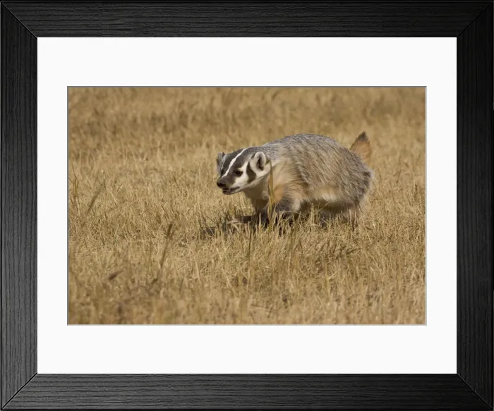 Framed Print : DDE-90036882 Framed Print : DDE-90036882