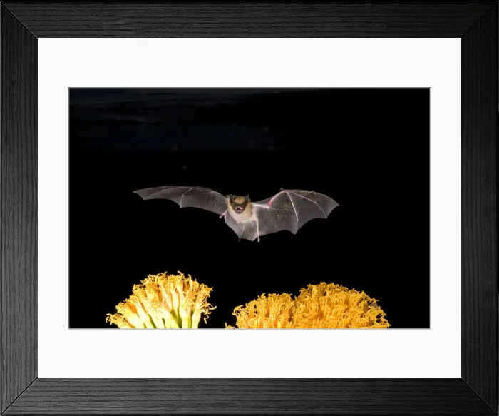 Framed Print : DDE-90036883 Framed Print : DDE-90036883