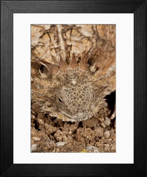 Framed Print : DDE-90036871 Framed Print : DDE-90036871