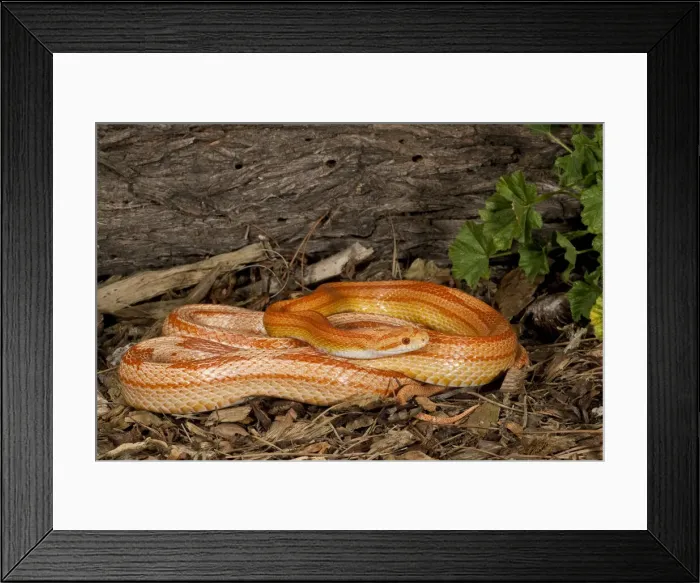 Framed Print : DDE-90036885 Framed Print : DDE-90036885