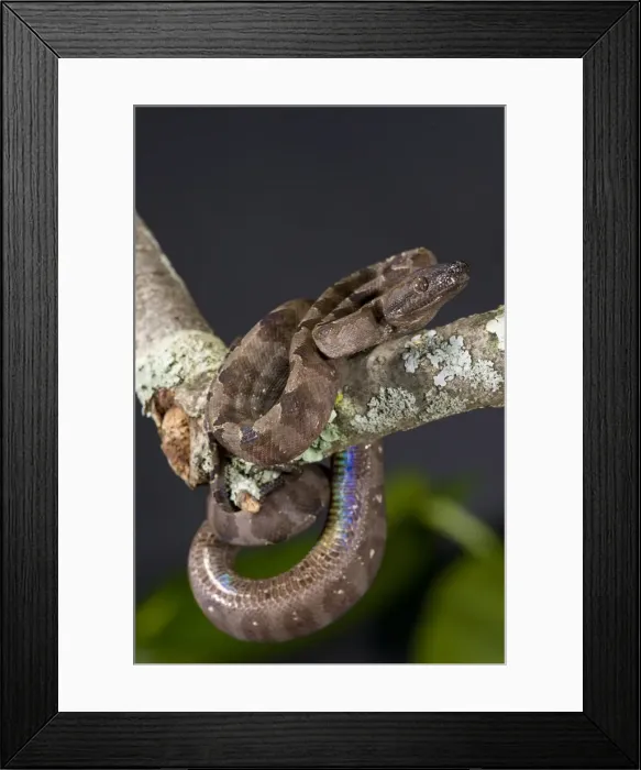 Framed Print : DDE-90036886 Framed Print : DDE-90036886