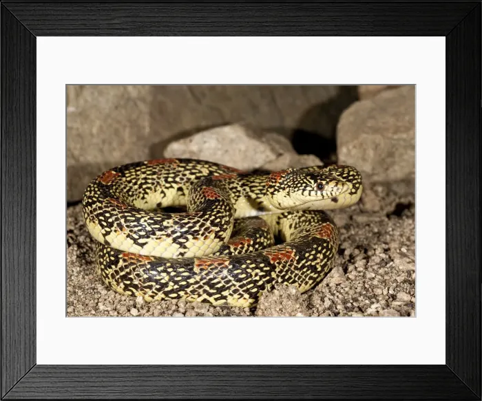 Framed Print : DDE-90036887 Framed Print : DDE-90036887