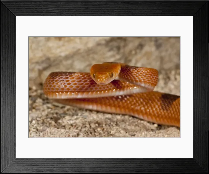 Framed Print : DDE-90036884 Framed Print : DDE-90036884
