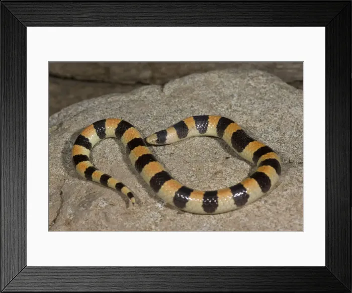Framed Print : DDE-90036889 Framed Print : DDE-90036889