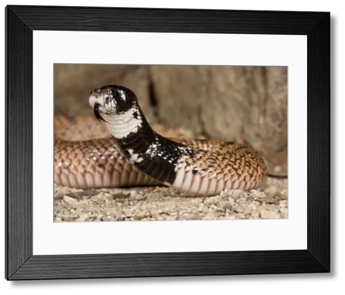 Framed Print : DDE-90036890 Framed Print : DDE-90036890