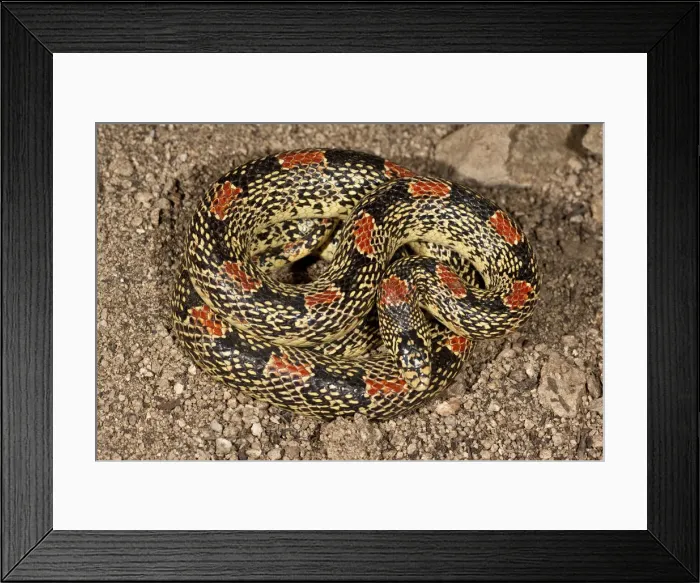 Framed Print : DDE-90036888 Framed Print : DDE-90036888