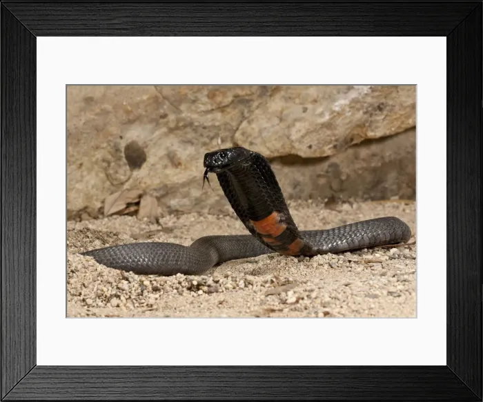 Framed Print : DDE-90036892 Framed Print : DDE-90036892