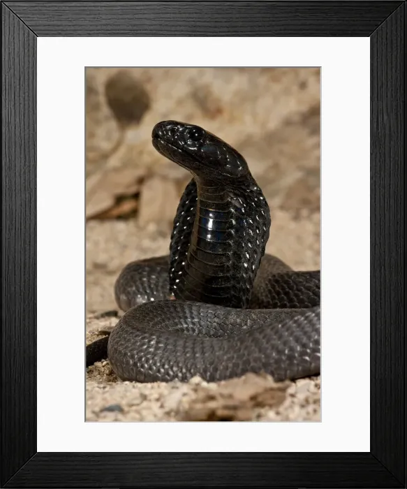 Framed Print : DDE-90036893 Framed Print : DDE-90036893
