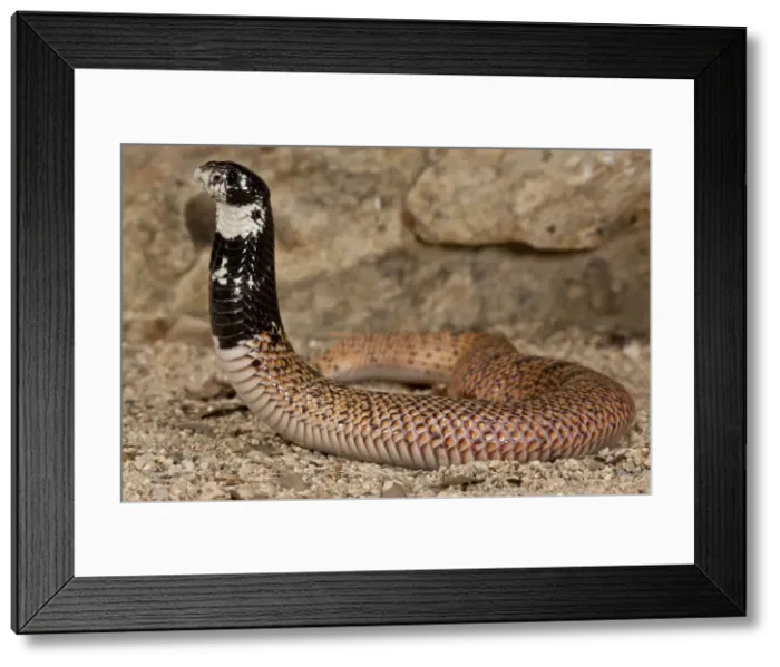 Framed Print : DDE-90036891 Framed Print : DDE-90036891