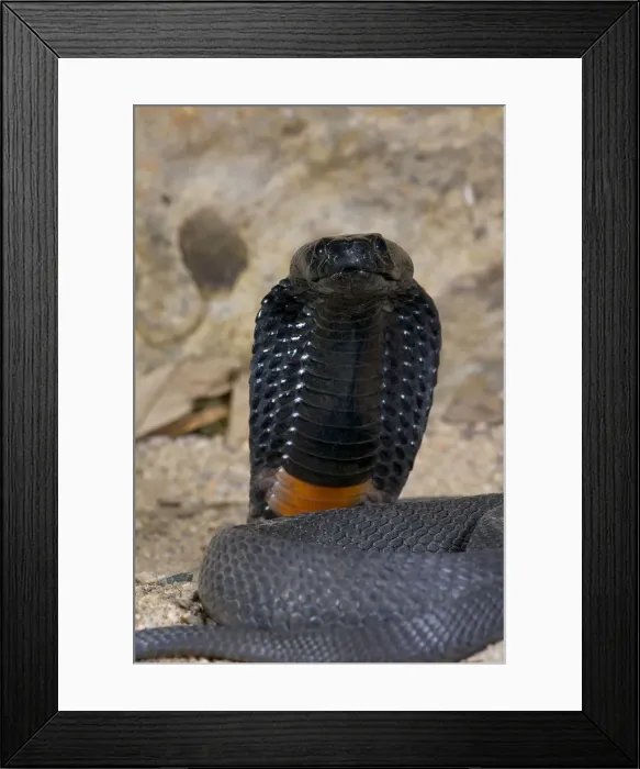 Framed Print : DDE-90036894 Framed Print : DDE-90036894
