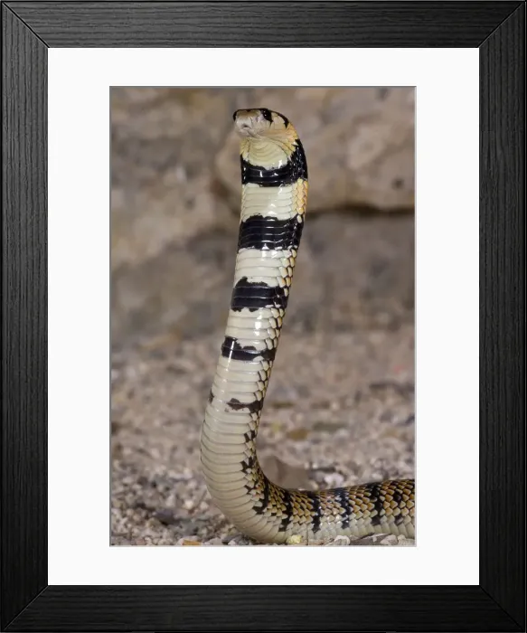 Framed Print : DDE-90036897 Framed Print : DDE-90036897