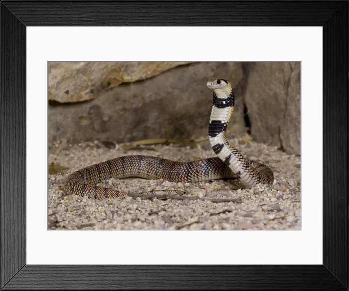 Framed Print : DDE-90036896