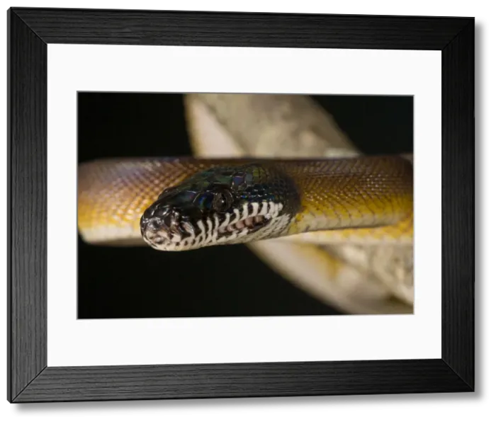Framed Print : DDE-90036899 Framed Print : DDE-90036899
