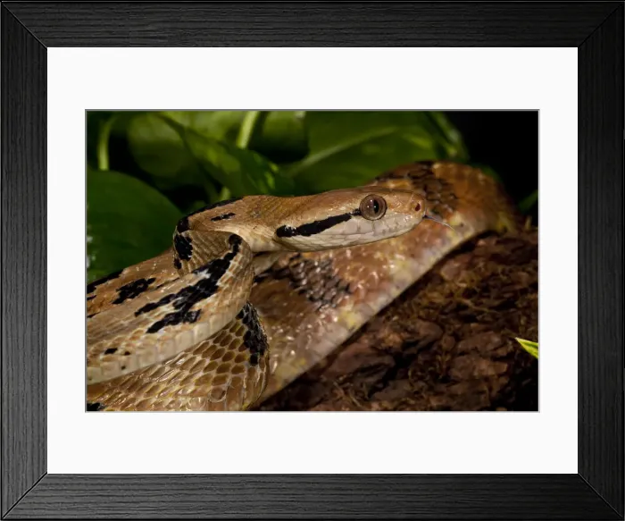 Framed Print : DDE-90036900 Framed Print : DDE-90036900