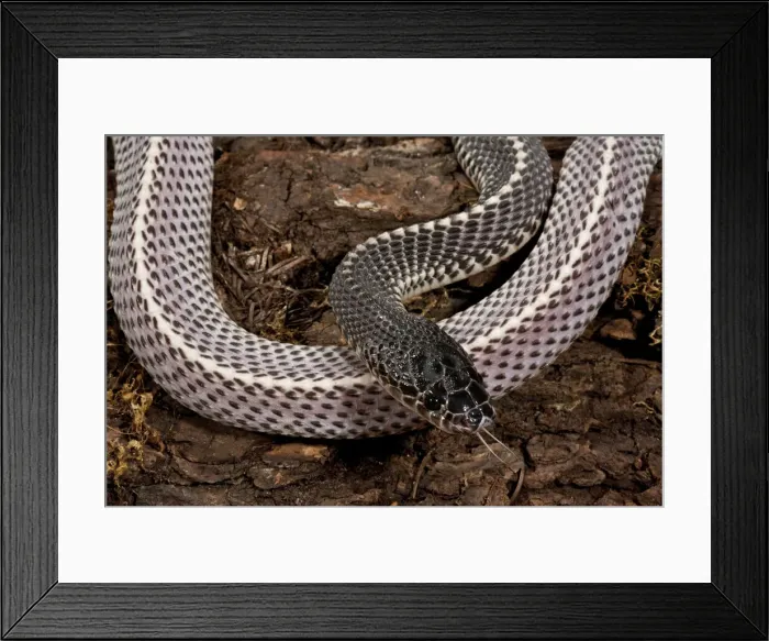 Framed Print : DDE-90036898 Framed Print : DDE-90036898