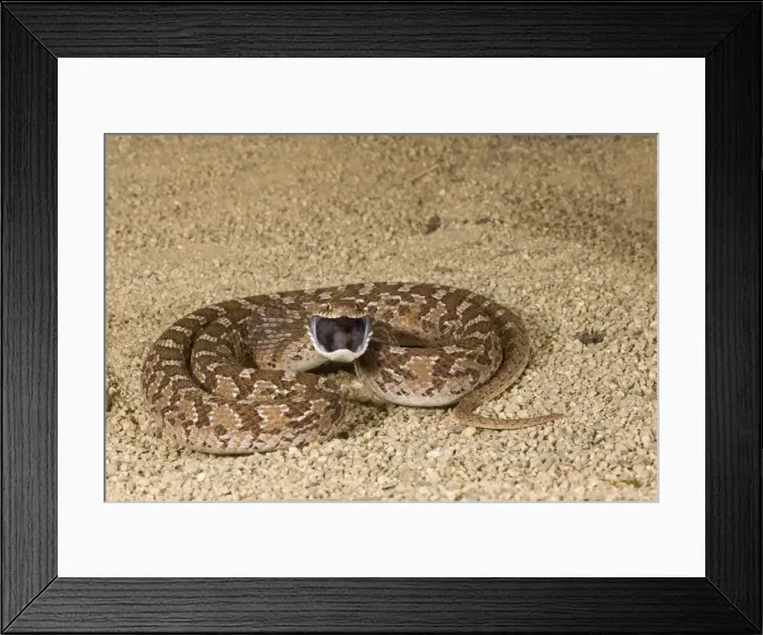 Framed Print : DDE-90036901 Framed Print : DDE-90036901